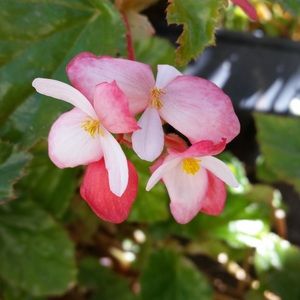 Meet your Posher, Sherri